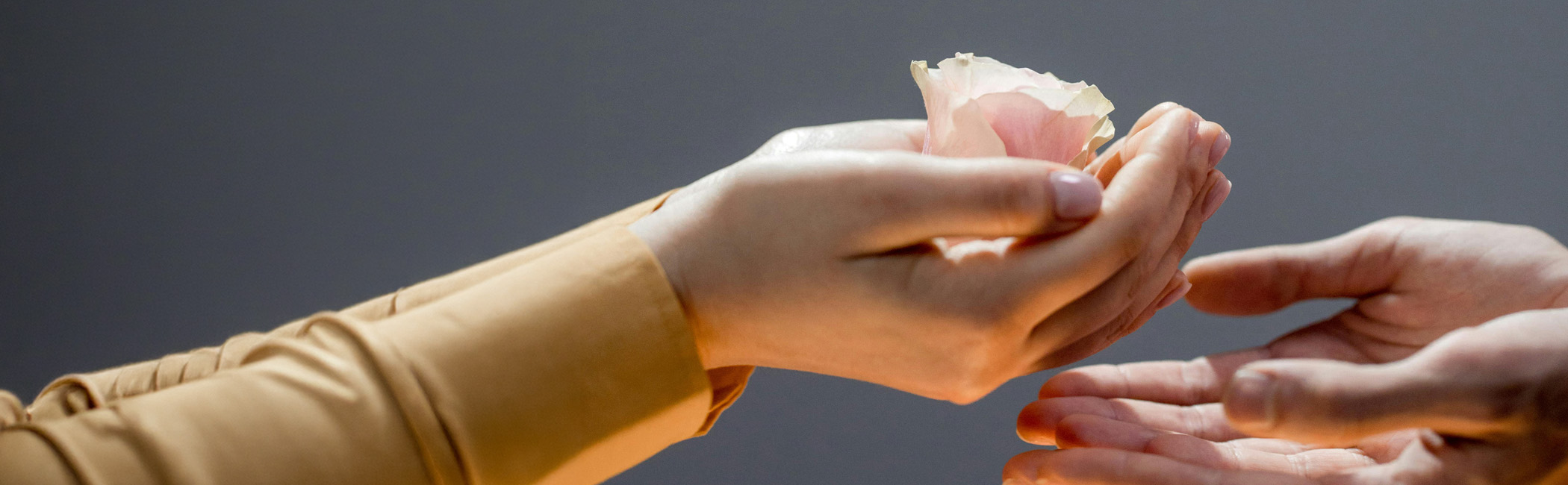 Two hands cupped together gifting a flower to another pair of hands to represent the work of Luminary's Compassion Collective nonprofit foundation.